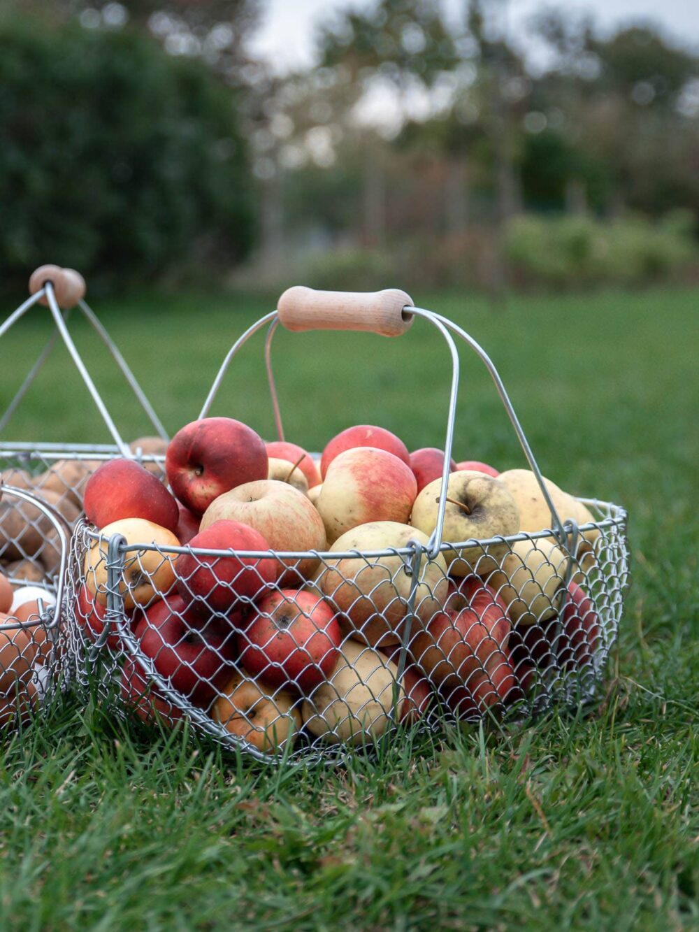 Normandský košík 15L drátěný s jablky na zahradě