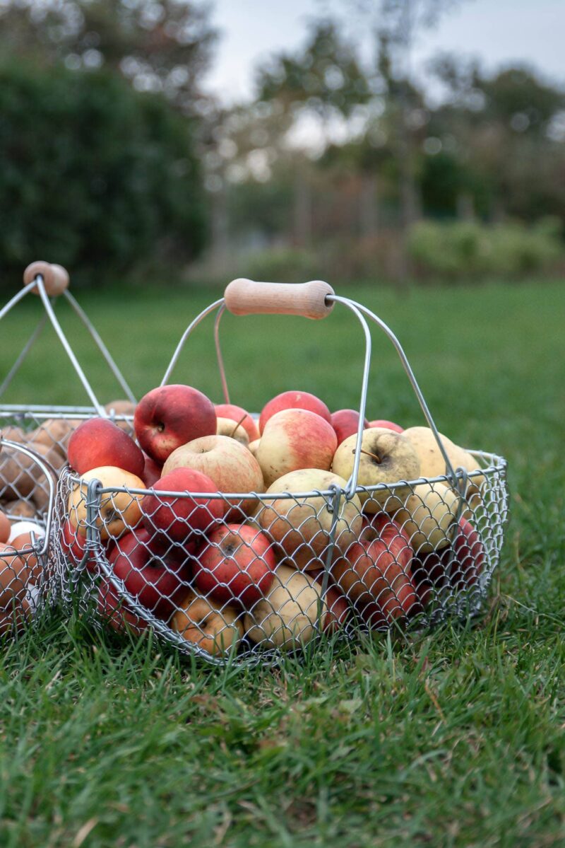 Normandský košík 15L drátěný s jablky na zahradě