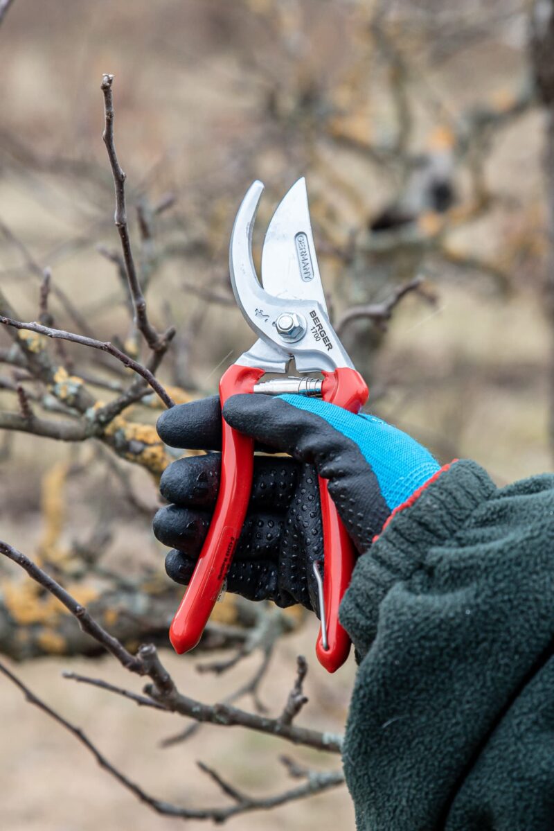 Zahradnické nůžky Berger při střihání stromu