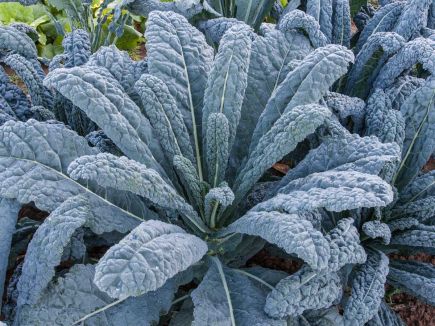 BIO semena kapusta Nero di Toscana