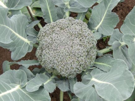 BIO Brokolice Calinaro G643