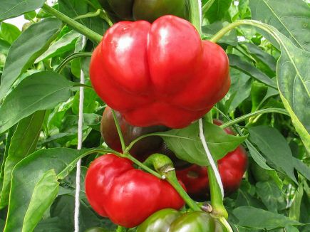 BIO Paprika roční Love Apple G661
