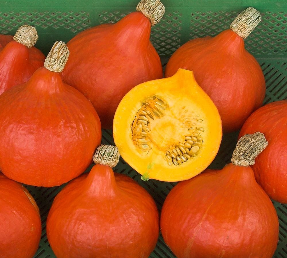 BIO Dýně Red Kuri G262