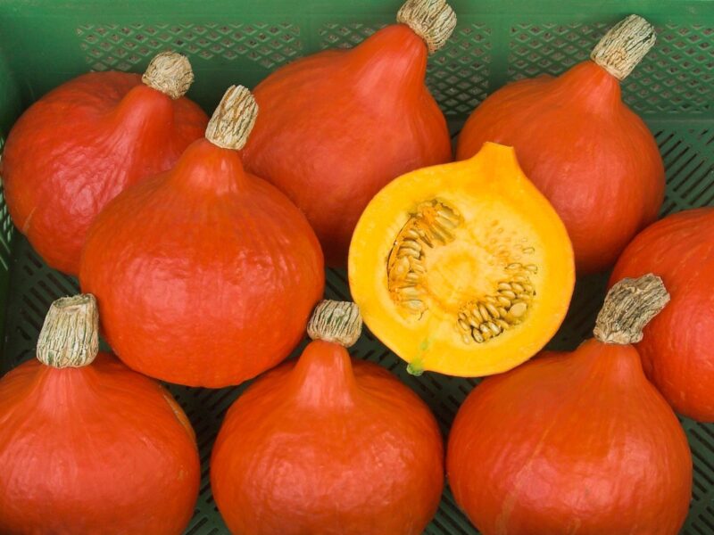 BIO Dýně Red Kuri G262
