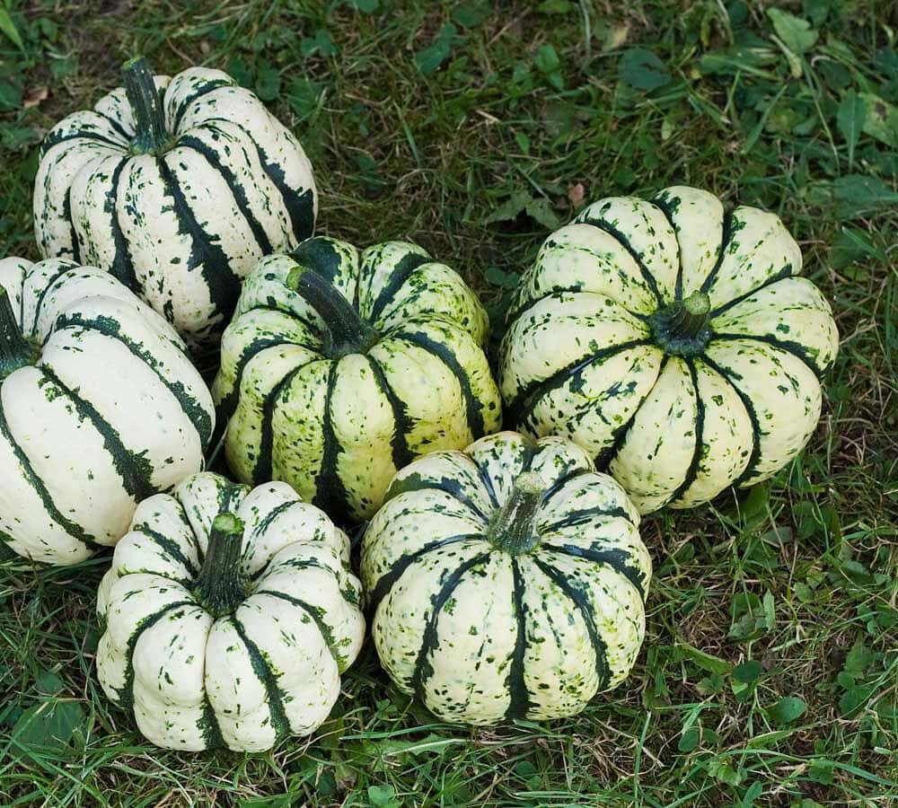 BIO Dýně Sweet Dumplings  G267