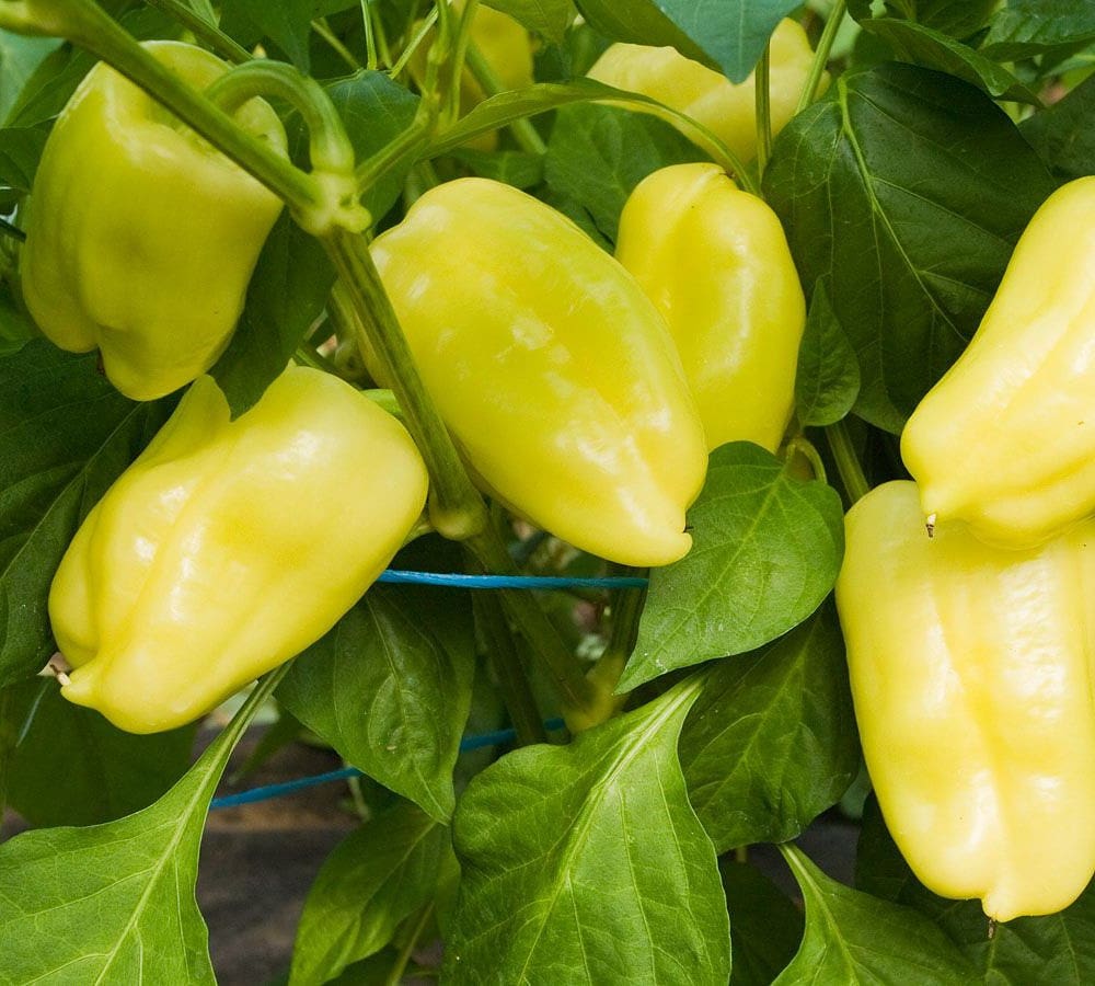 BIO Paprika Pusztagold  G306