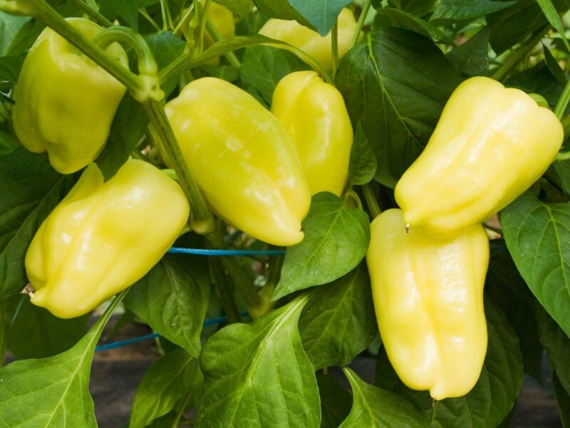 BIO Paprika Pusztagold  G306