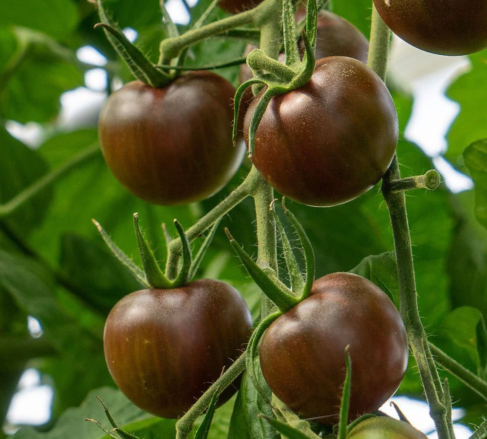 BIO Rajče Black Cherry G623