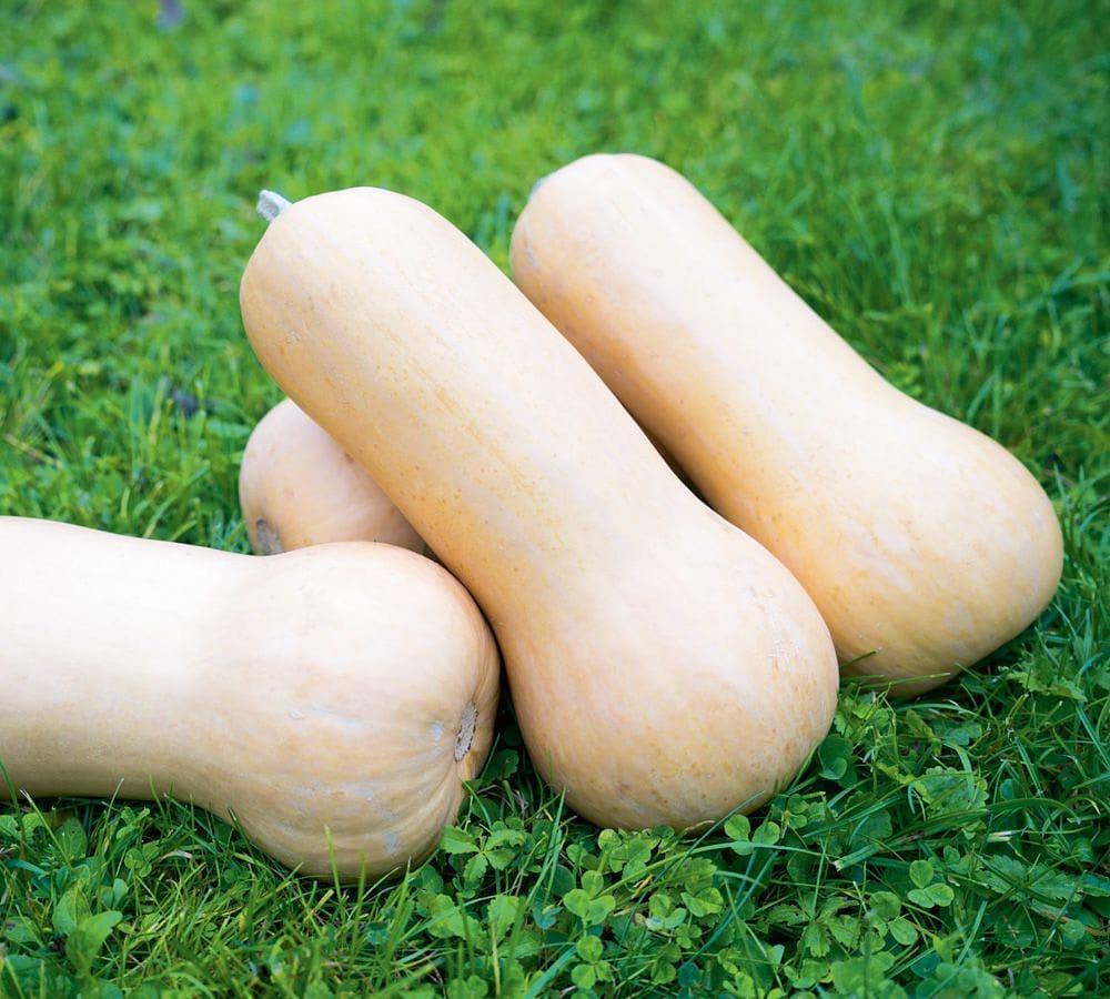 BIO Dýně Nutterbutter G722
