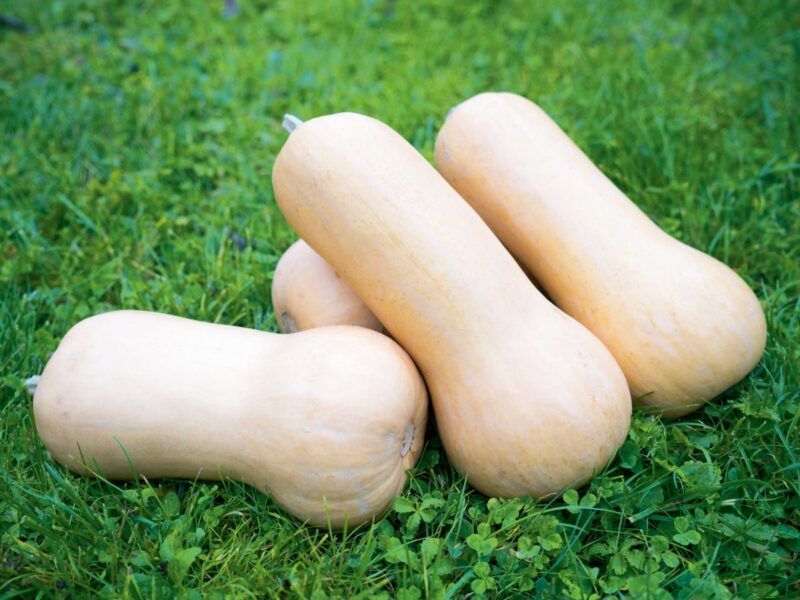 BIO Dýně Nutterbutter G722