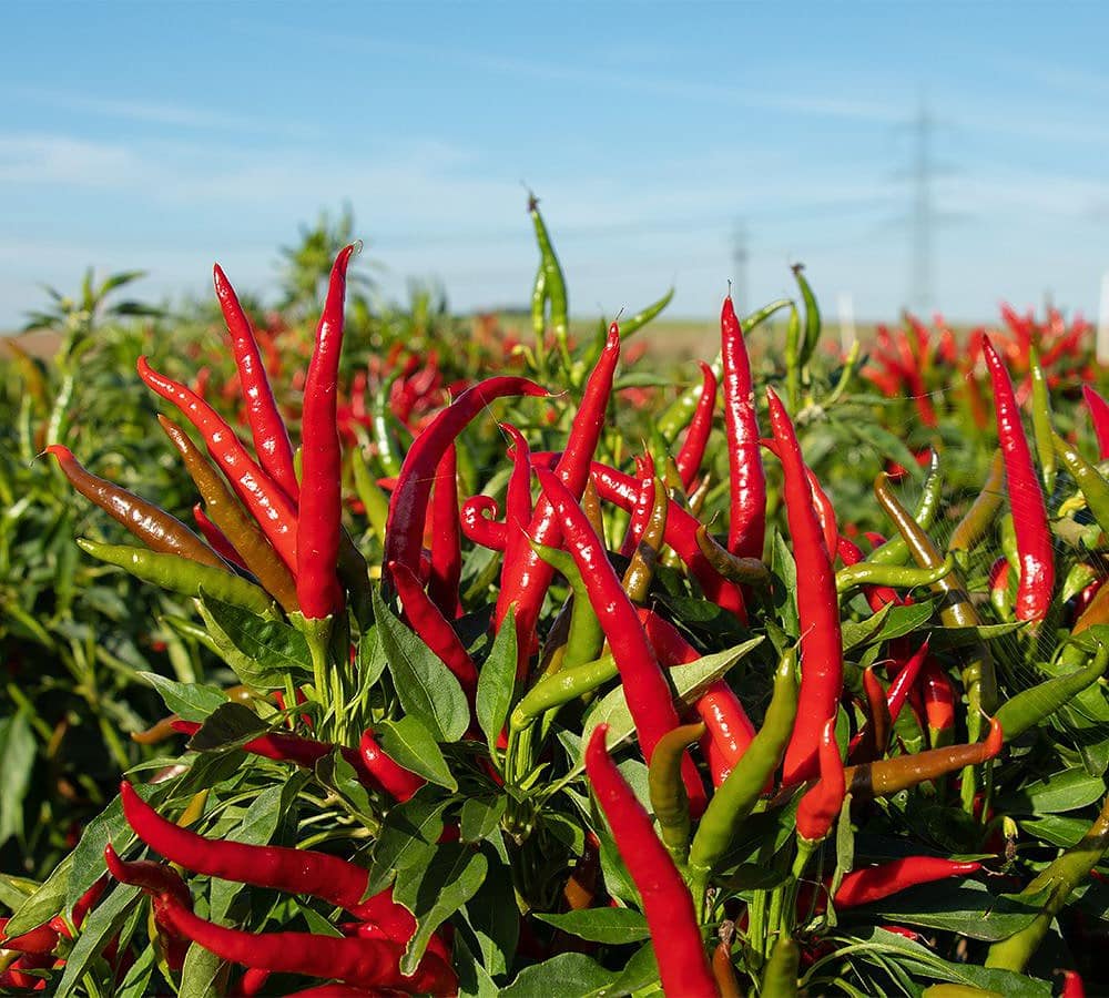 BIO Thajské chilli Red Gunda G804