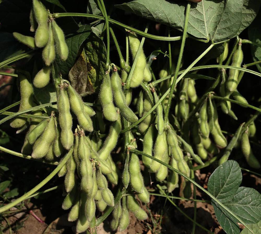 BIO Edamame Hokkai Green G805