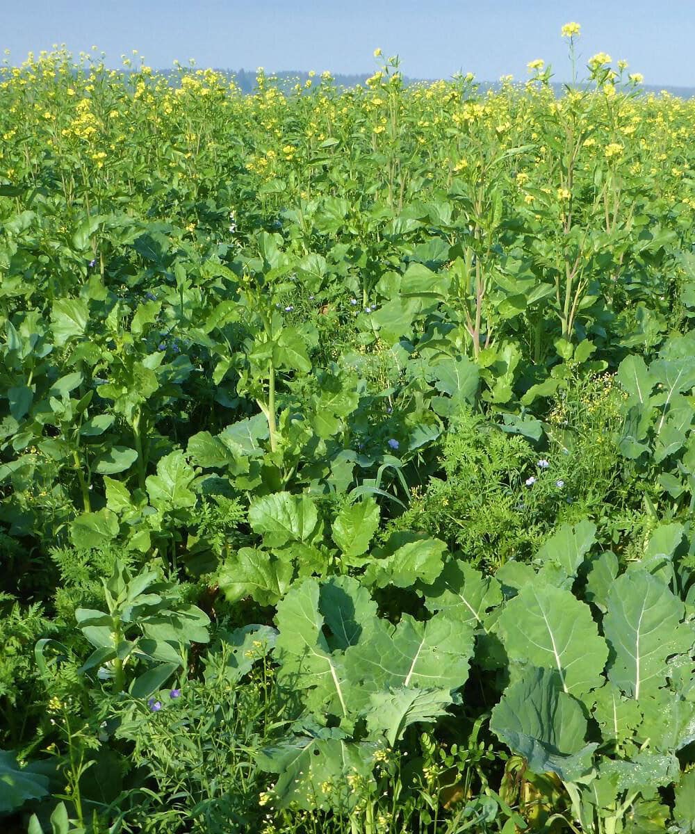 Biodiverzitní směs D425